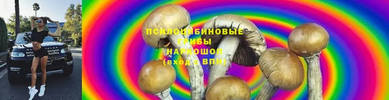 Галлюциногенные грибы Magic Shrooms  Новороссийск 